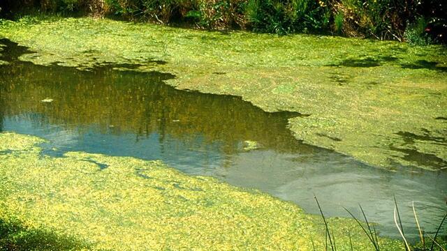 L'eutrofizzazione delle acque mette a rischio molti ecosistemi - immagine Online Science Notes