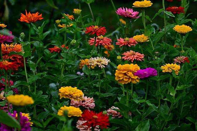 Questi fiori possono garantire un assorbimento costante e progressivo almeno fino a 90 giorni - immagine jggrz @Pixabay