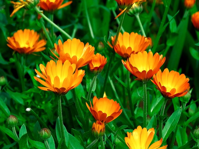 Questo fiore produce vari enzimi in grado di favorire l'assorbimento del rame - immagine sergei_spas @Pixabay