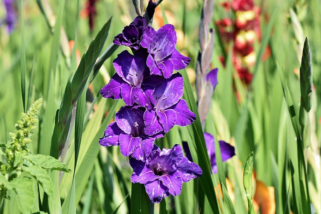 Si possono amplificare le capacità dei gladioli di assorbire cadmio e piombo - immagine Ralph_Fotos @Pixabay