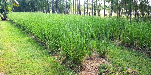 Una barriera di Vetiver per risanare le aree che furono di estrazione di terre rare - immagine Grow Vetiver