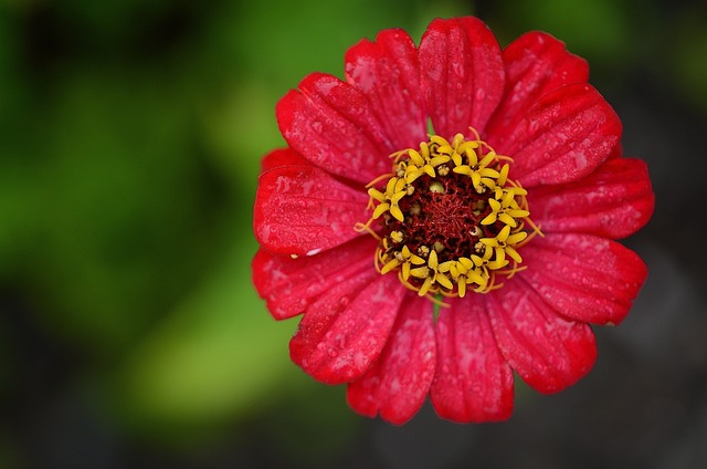 Una pianta floreale in grado di adattarsi molto bene alle difficili situazioni ambientali - immagine GLady @Pixabay