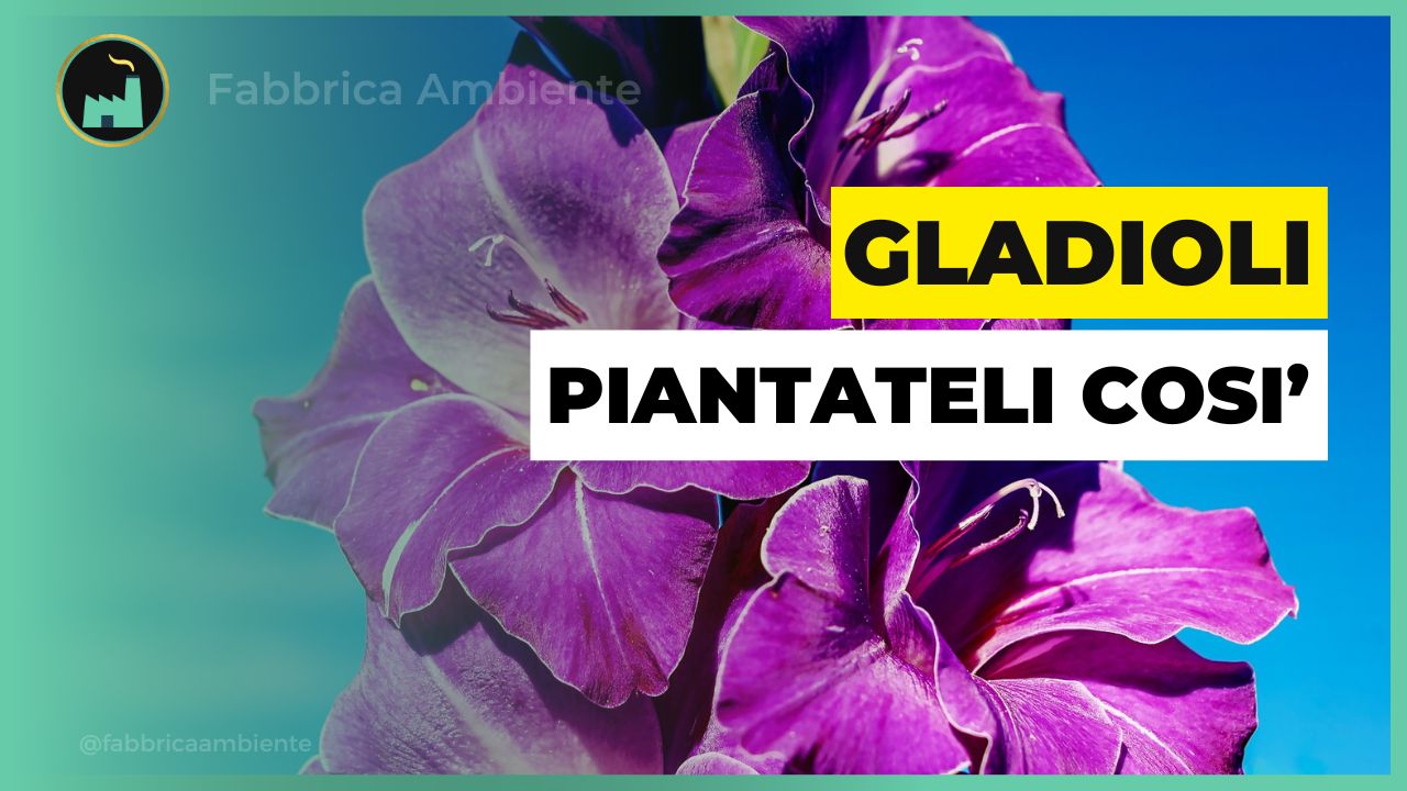 Gladioli per contrastare l'inquinamento da cadmio e piombo