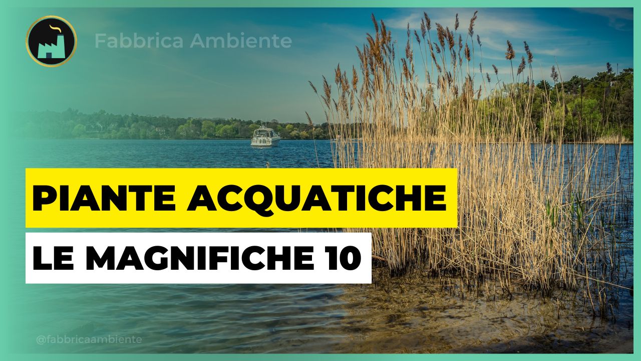 Piante acquatiche utili per fermare l'inquinamento acquatico dovuto agli scarichi industriali