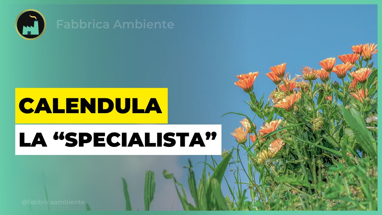 Calendula come pianta per intervenire in presenza di rame