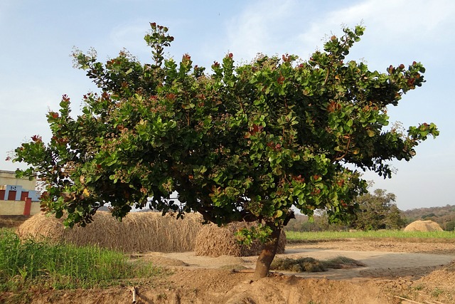 Anche l'Anacardium occidentale è utile quando serve piantare alberi in massa - immagine sarangib @Pixabay
