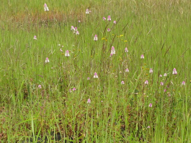 Bisogna conoscere le caratteristiche di contaminazione del suolo su cui cresce questo fiore - immagine India Biodiversity Portal