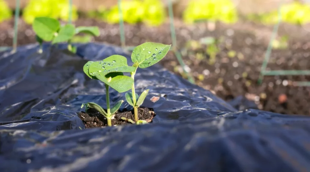 E' molto importante occuparsi dei microinquinanti potenzialmente rilasciati dai teli per pacciamatura - immagine Epic Gardening