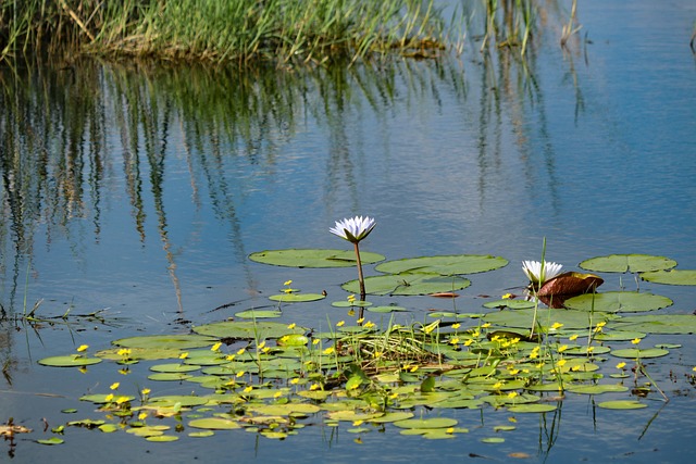 Ecco un'altra buona opportunità per depurare l'acqua in modo ecologico e naturale - immagine josibo @Pixabay