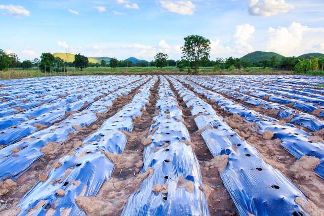 Esistono teli di diversi colori - immagine Gardening Know How