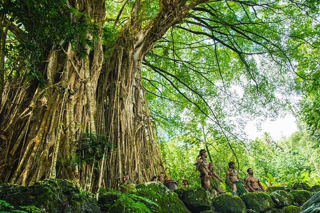 Il Ficus benghalensis, altro albero molto importante per la città di Trivandrum - immagine XiSerge @Pixabay