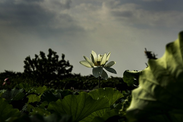 Il fenantrene minaccia la vitalità del fiore in molti casi - immagine JJChoi @Pixabay