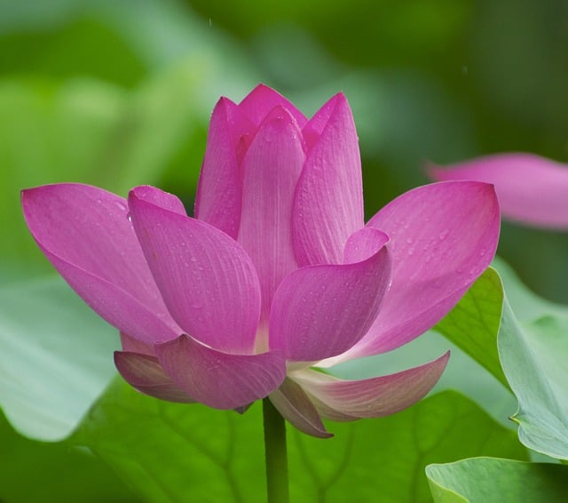 Il fior di loto concentra il fenantrene soprattutto nelle foglie e nei petali - immagine Lancier @Pixabay