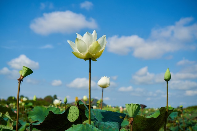 Il fiore di loto è particolarmente importante in casi di contaminazione complicata dalla presenza dei nutrienti - immagine Engyn_Akyurt @Pixabay