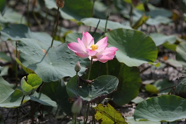 Il fiore di loto ha ottime capacità di assorbimento dell'inquinamento - immagine trunggom @Pixabay