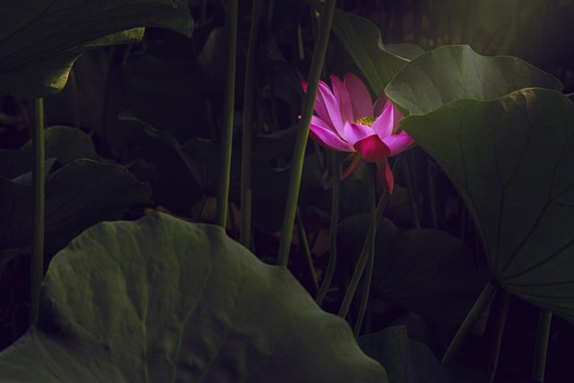 Il fiore di loto ha un comportamento particolare in presenza di co-contaminazione - immagine Traveling_Around_China @Pixabay