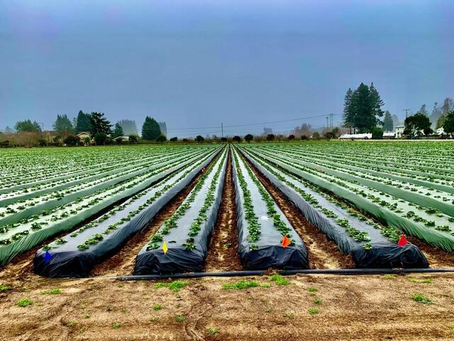 Il tipico aspetto dei teli da pacciamatura in azione - immagine Modern Farmer