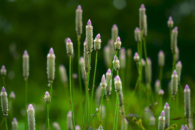 La Celosia argentea può essere molto utile per combattere l'inquinamento da metalli pesanti - immagine pisauikan @Pixabay