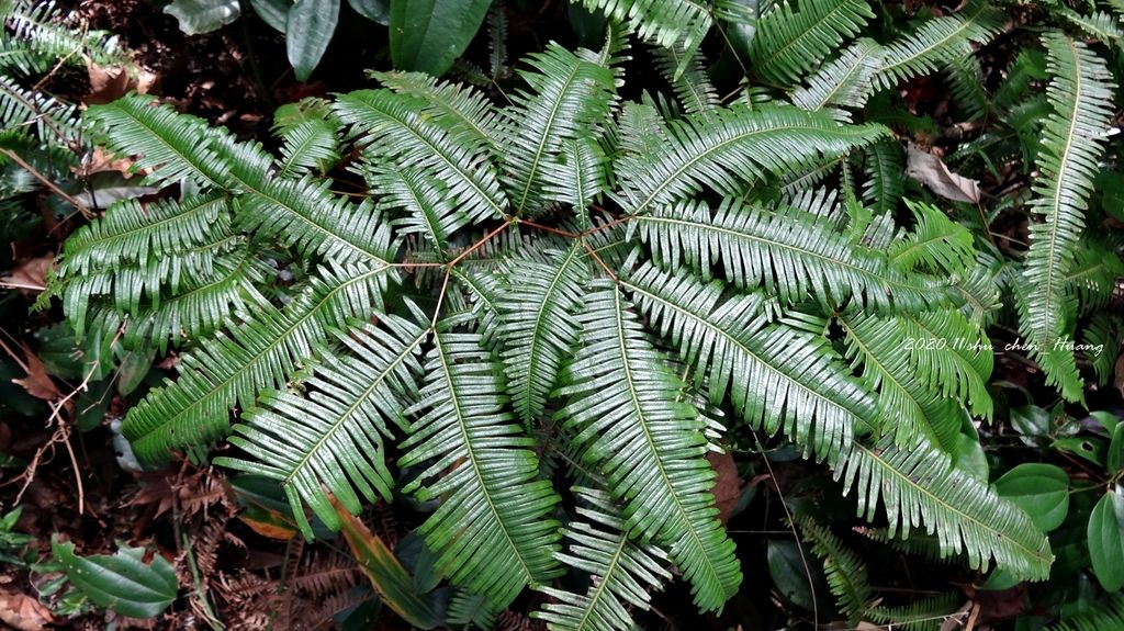 La Dicranopteris linearis è una felce che assorbe molto bene i metalli rari - immagine PLants Of The World Online