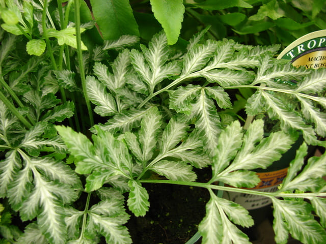 La Pteris ensiformis ha un comportamento molto particolare nei confronti dei metalli rari - immagine Wikispecies-Wikimedia