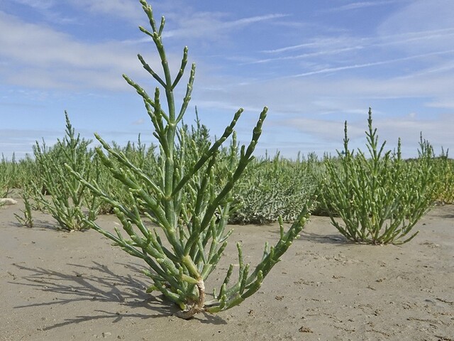 La Salicornia ha dunque una doppia azione in funzione della fase di vita in cui si trova - immagine Sussex Wildlife Trust