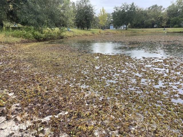 La Salvinia molesta colonizza rapidamente l'intera superficie dell'acqua - immagine UF-IFAS Center