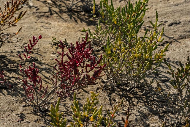 La fioritura corrisponde ad una fase di vita molto utile per scopi di risanamento ambientale - immagine Plants Of The World Online  @KewScience