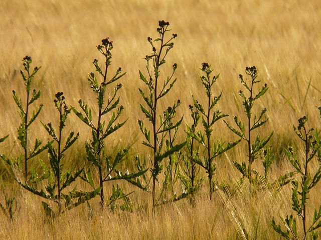 Le piantine di cardo possono essere coltivate anche appositamente per contrastare il cromo nell'ambiente - immagine Hans @Pixabay