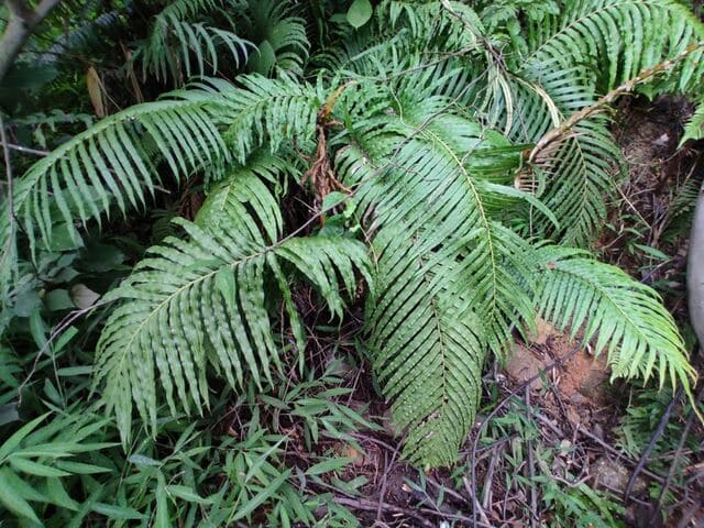 Quando si vuole piantare la felce per questo scopo, bisogna considerare anche il Blechnum orientale - immagine Plants Of The World Online