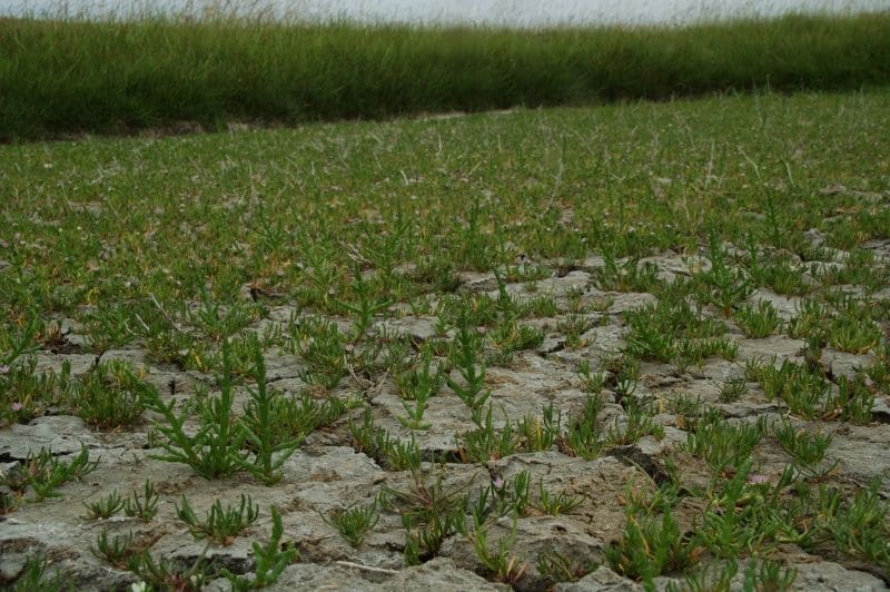 Una barriera naturale composta da piccole piante di Salicornia - immagine EUNIS European Union