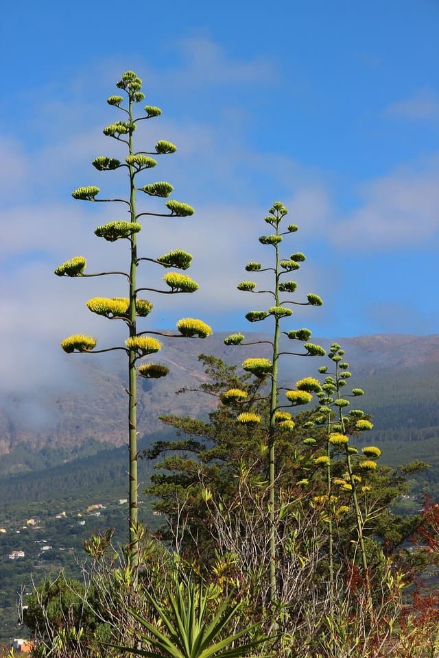Una pianta di Agave americana, che ha ottima tolleranza per le polveri urbane - immagine meinerestampe @Pixabay