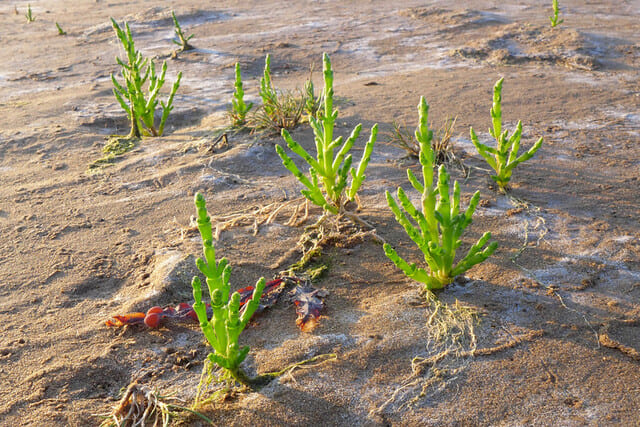 Una pianta utile per proteggere gli ambienti costieri dai rischi che arrivano dal mare ed anche dalla terraferma - immagine Piante Magiche