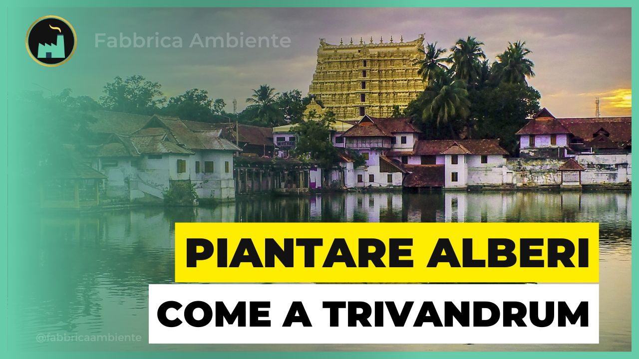 Piantare alberi come a Trivandrum