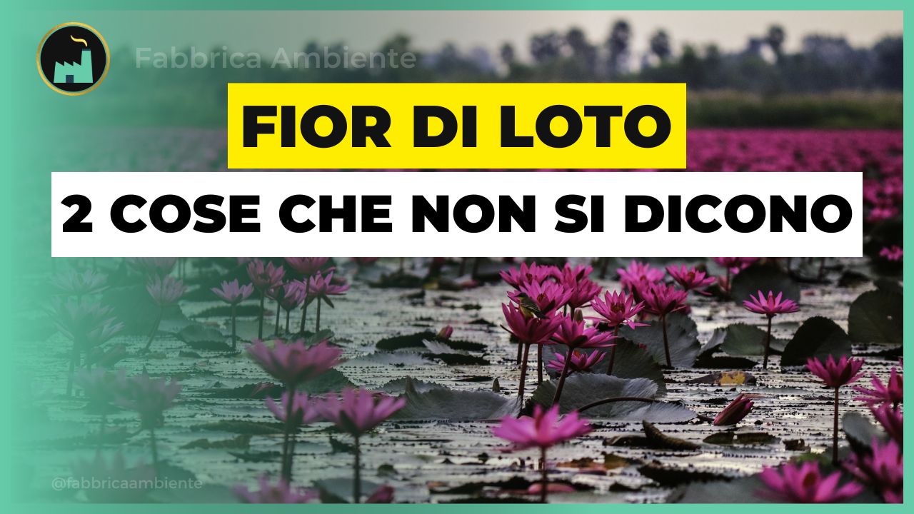 Fior di loto come strumento per assorbire in modo selettivo il pericoloso fenantrene