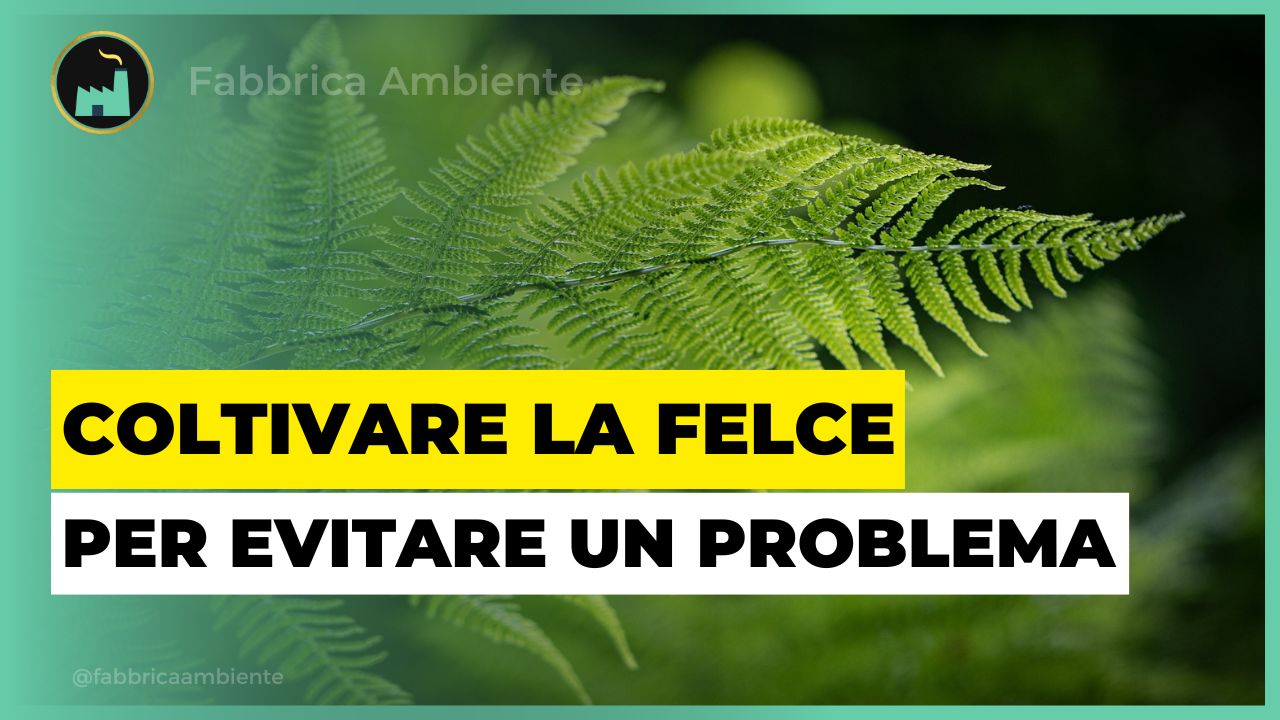 Coltivare la felce è un modo per proteggere le città da un rischio quasi nascosto