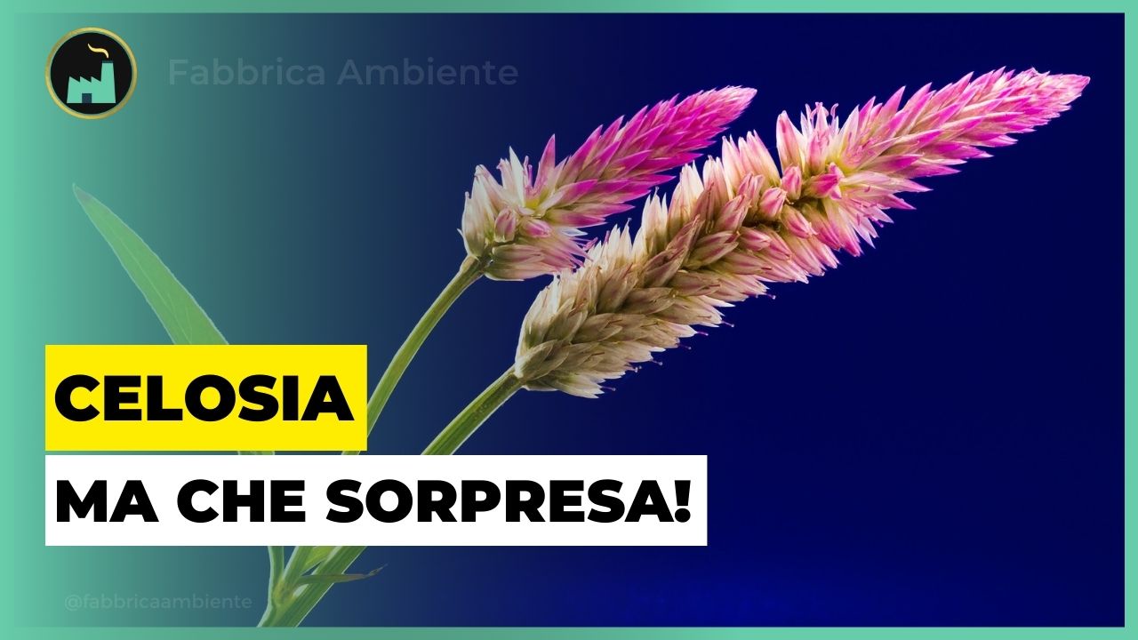 Celosia argentea come strumento per stabilizzare al suolo ben 4 metalli nello stesso momento