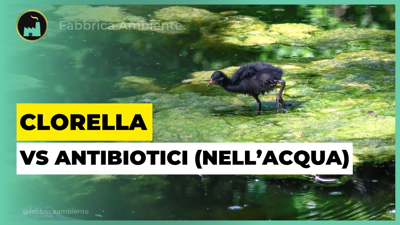La Clorella come strumento naturale per contrastare ben 5 antibiotici insieme