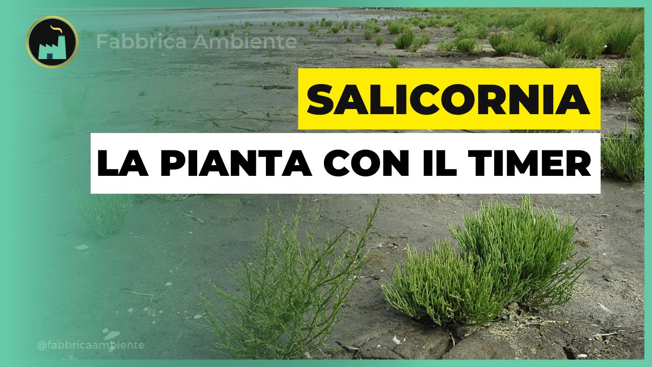 Salicornia la pianta che diventa una soluzione a tempo per le zone costiere inquinate