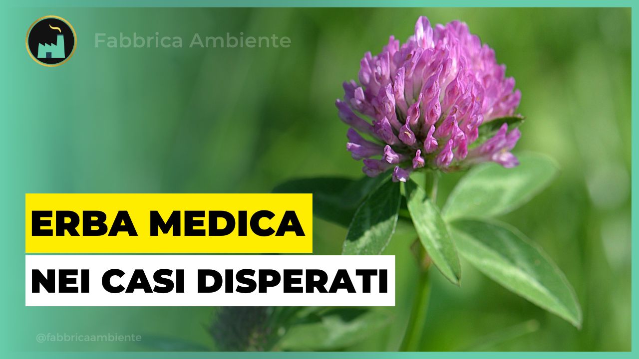 Erba medica per rivegetare i siti più inquinati del pianeta