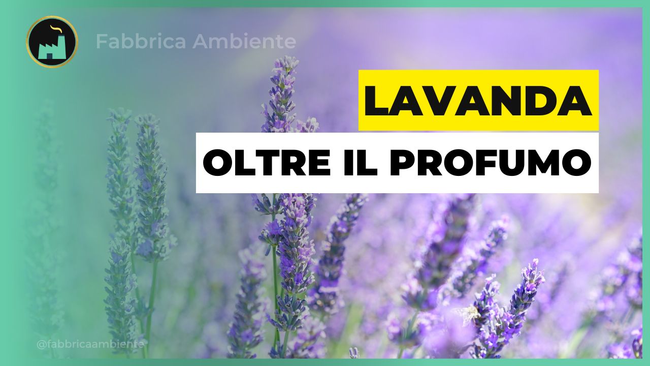 Lavanda come strumento per contrastare l'inquinamento portato da due metalli insieme